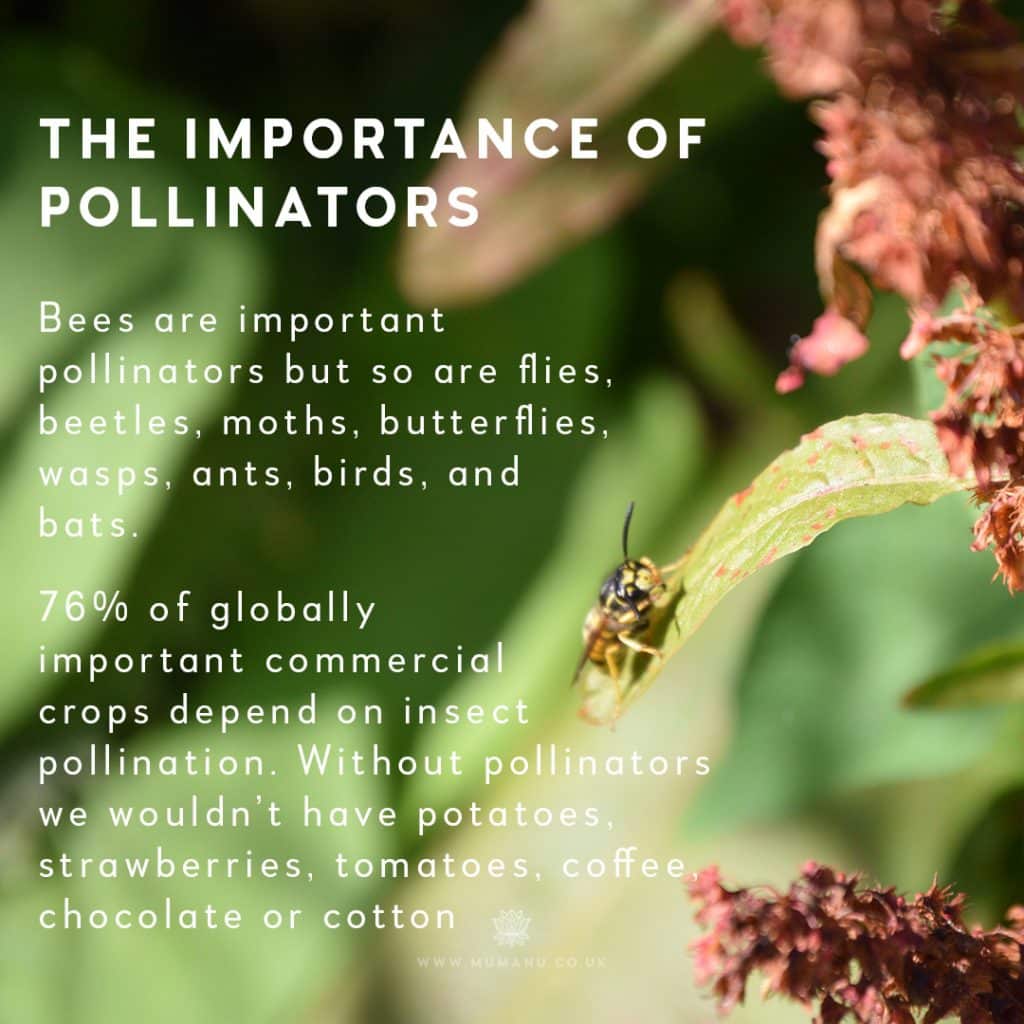 The importance of pollinators