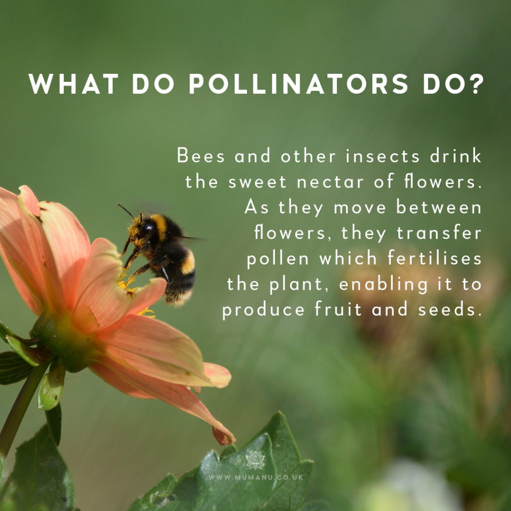 What do pollinators do?